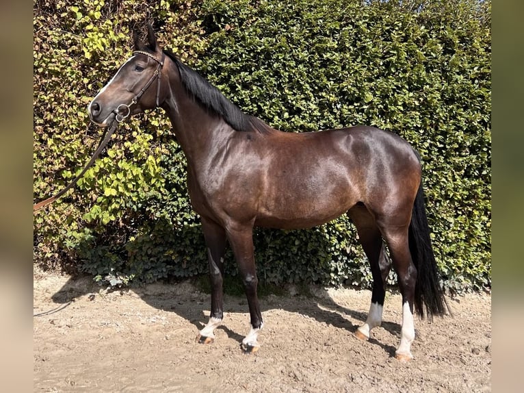 Zangersheider Stute 5 Jahre 158 cm Schwarzbrauner in BornheimBornheim