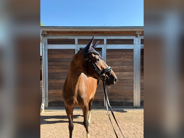 Zangersheider Stute 5 Jahre 159 cm Brauner in Singen