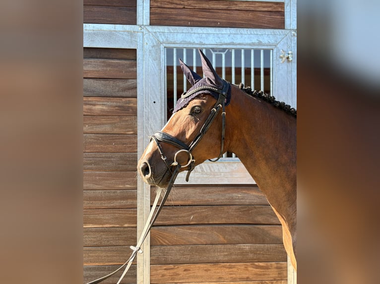 Zangersheider Stute 5 Jahre 159 cm Brauner in Singen