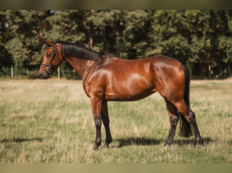 Zangersheider Stute 5 Jahre 160 cm Brauner in GROTE-BROGEL
