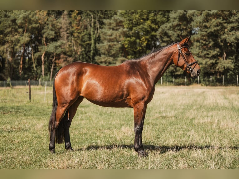 Zangersheider Stute 5 Jahre 160 cm Brauner in GROTE-BROGEL