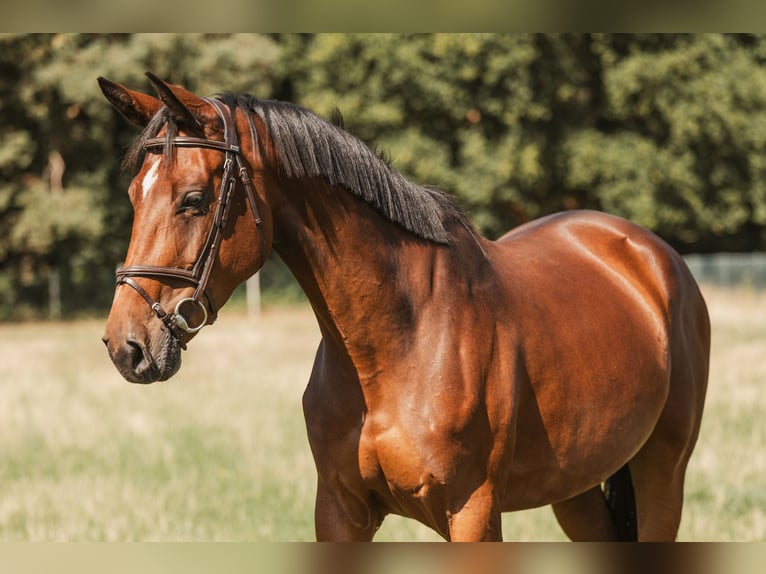 Zangersheider Stute 5 Jahre 160 cm Brauner in GROTE-BROGEL