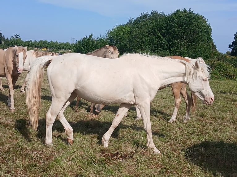 Zangersheider Stute 5 Jahre 160 cm Cremello in Beaumont pied-de-boeuf