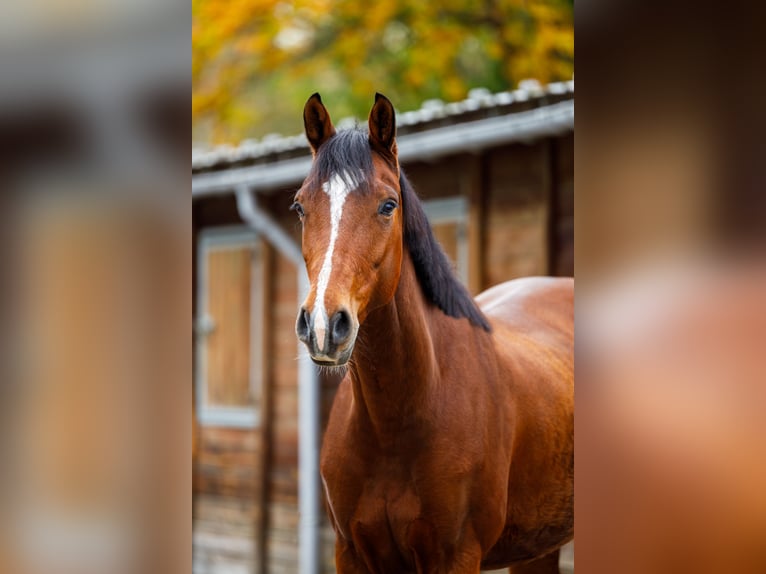 Zangersheider Stute 5 Jahre 162 cm Brauner in Maastricht