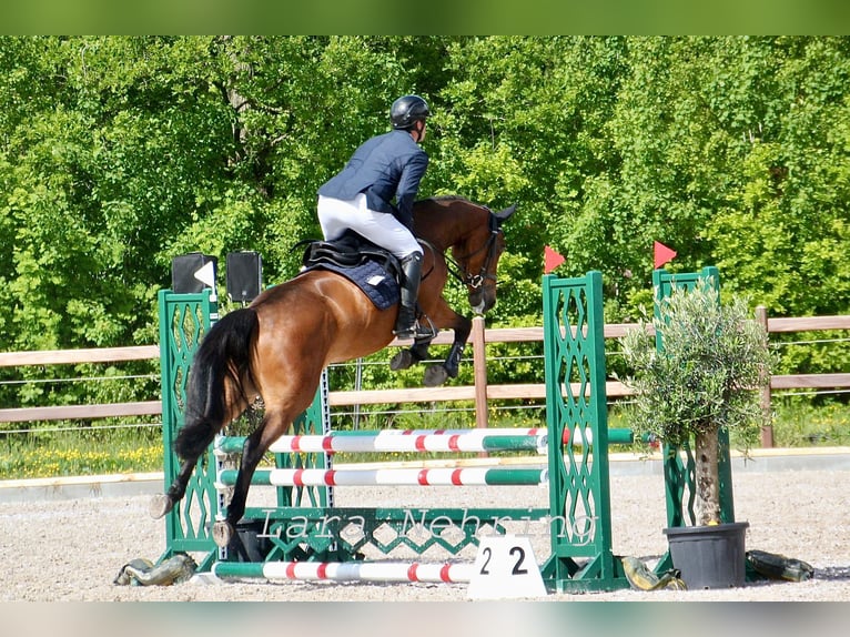 Zangersheider Stute 5 Jahre 162 cm Brauner in Norderstedt