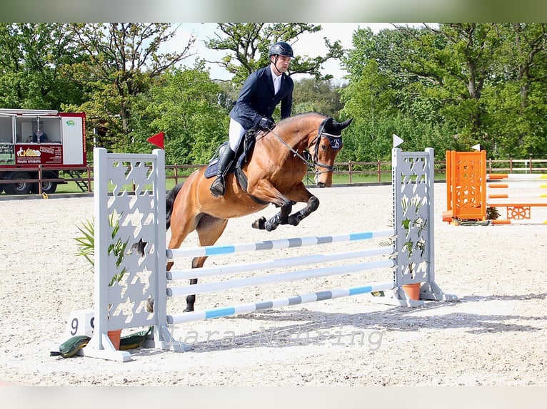 Zangersheider Stute 5 Jahre 162 cm Brauner in Norderstedt