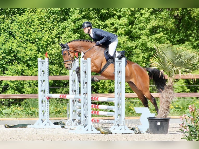 Zangersheider Stute 5 Jahre 162 cm Brauner in Norderstedt