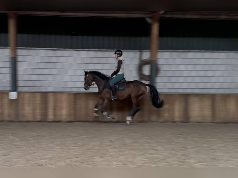 Zangersheider Stute 5 Jahre 163 cm Brauner in Oud Gastel