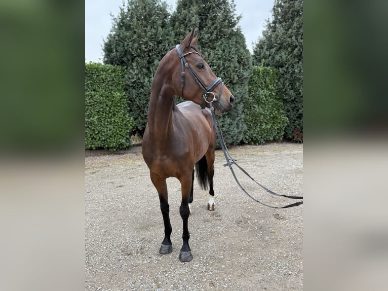 Zangersheider Stute 5 Jahre 163 cm Brauner in Oud Gastel