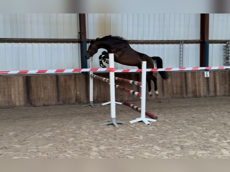 Zangersheider Stute 5 Jahre 163 cm Brauner in Oud Gastel