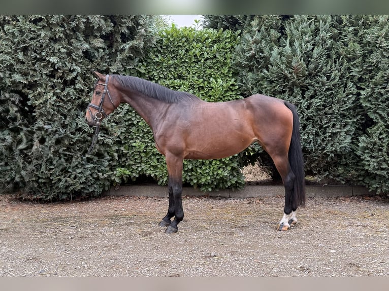 Zangersheider Stute 5 Jahre 163 cm Brauner in Oud Gastel