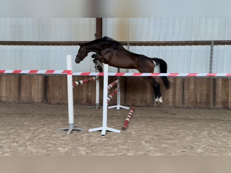 Zangersheider Stute 5 Jahre 163 cm Brauner in Oud Gastel