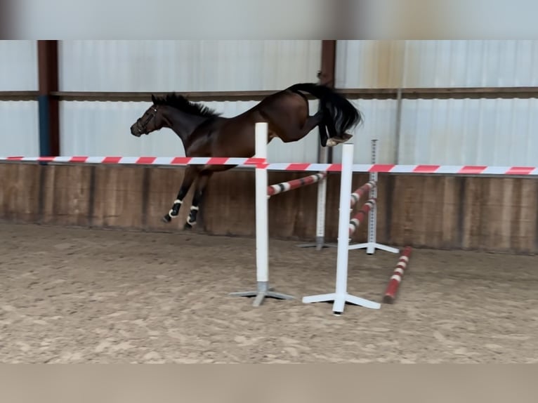 Zangersheider Stute 5 Jahre 163 cm Brauner in Oud Gastel