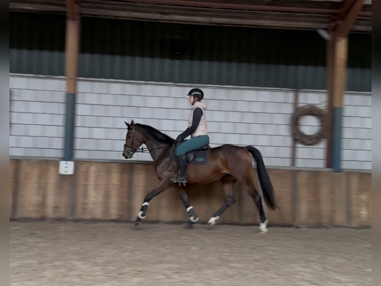 Zangersheider Stute 5 Jahre 163 cm Brauner in Oud Gastel