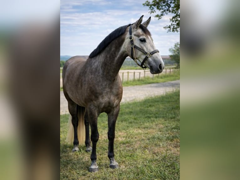 Zangersheider Stute 5 Jahre 164 cm Apfelschimmel in L'hopital le grand