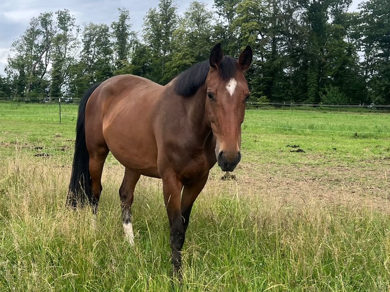 Zangersheider Stute 5 Jahre 164 cm Brauner in Braunau