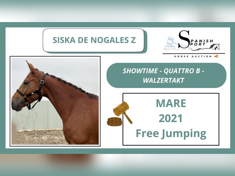 Zangersheider Stute 5 Jahre 164 cm Fuchs in PORTUGAL