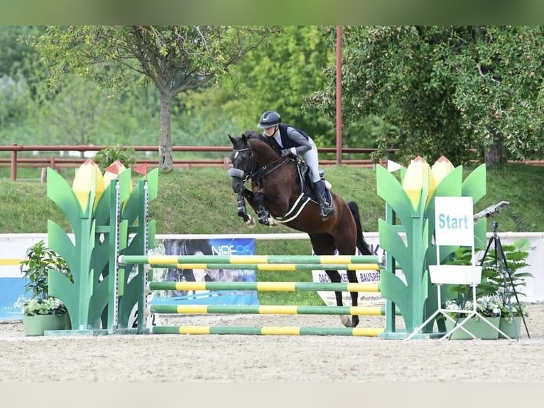 Zangersheider Stute 5 Jahre 164 cm Rappe in Pressbaum