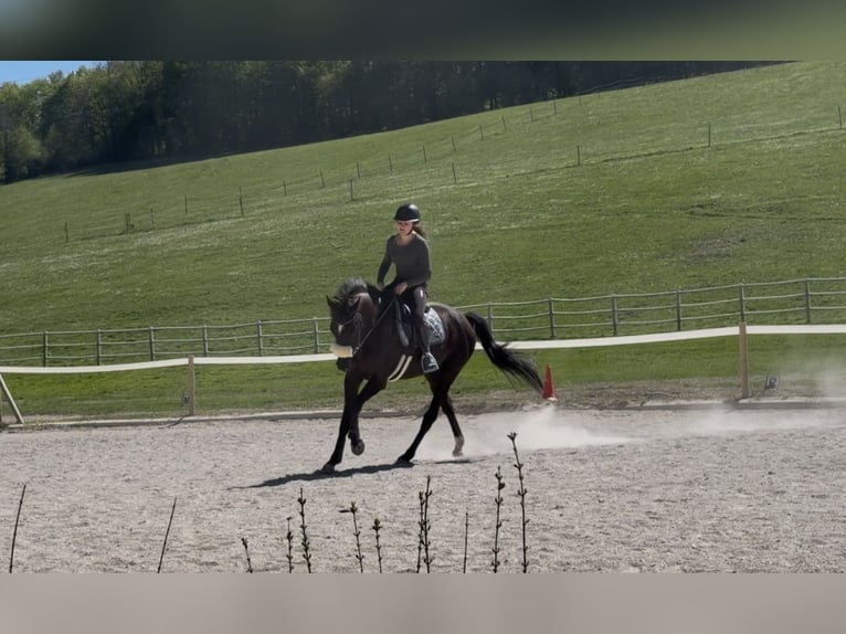 Zangersheider Stute 5 Jahre 164 cm Rappe in Pressbaum