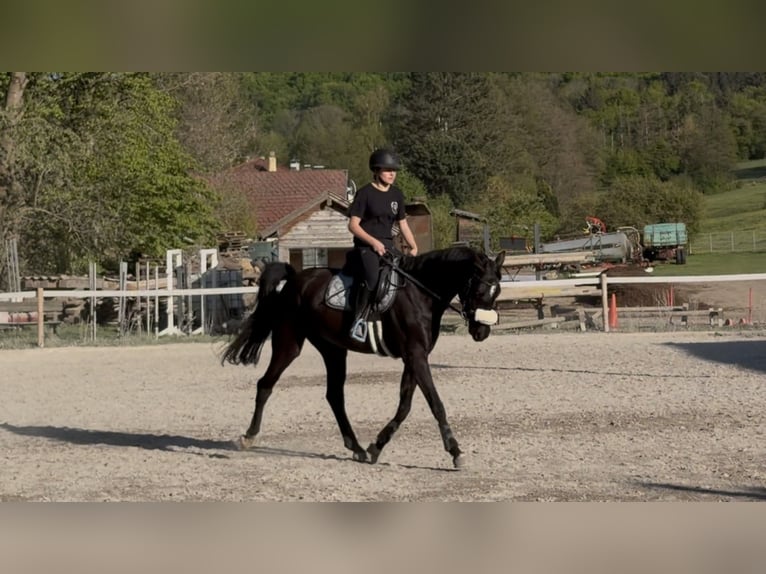 Zangersheider Stute 5 Jahre 164 cm Rappe in Pressbaum