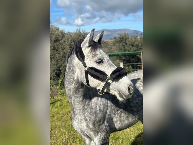 Zangersheider Stute 5 Jahre 164 cm Schimmel in Jerez De La Frontera
