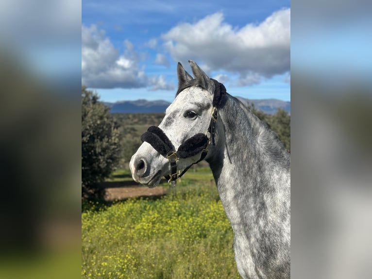 Zangersheider Stute 5 Jahre 164 cm Schimmel in Jerez De La Frontera