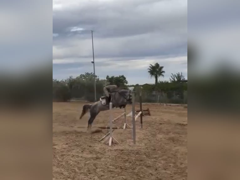 Zangersheider Stute 5 Jahre 164 cm Schimmel in Co&#xED;n, M&#xE1;laga