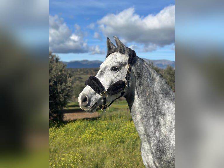 Zangersheider Stute 5 Jahre 164 cm Schimmel in Co&#xED;n, M&#xE1;laga