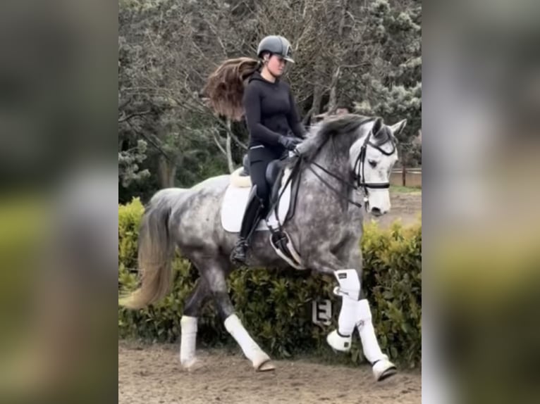 Zangersheider Stute 5 Jahre 164 cm Schimmel in Co&#xED;n, M&#xE1;laga