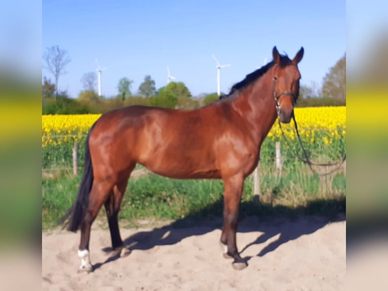 Zangersheider Stute 5 Jahre 165 cm Brauner in Lensahn