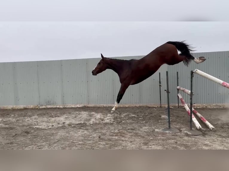 Zangersheider Stute 5 Jahre 165 cm Brauner in PORTUGAL