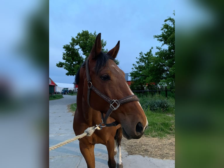 Zangersheider Stute 5 Jahre 165 cm Rotbrauner in Warsaw