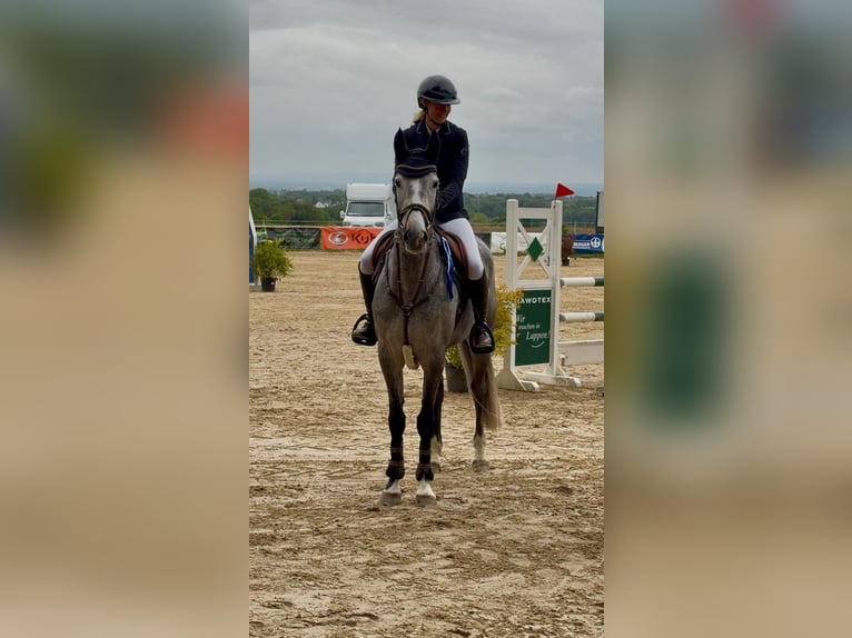 Zangersheider Stute 5 Jahre 165 cm Schimmel in Wermelskirchen