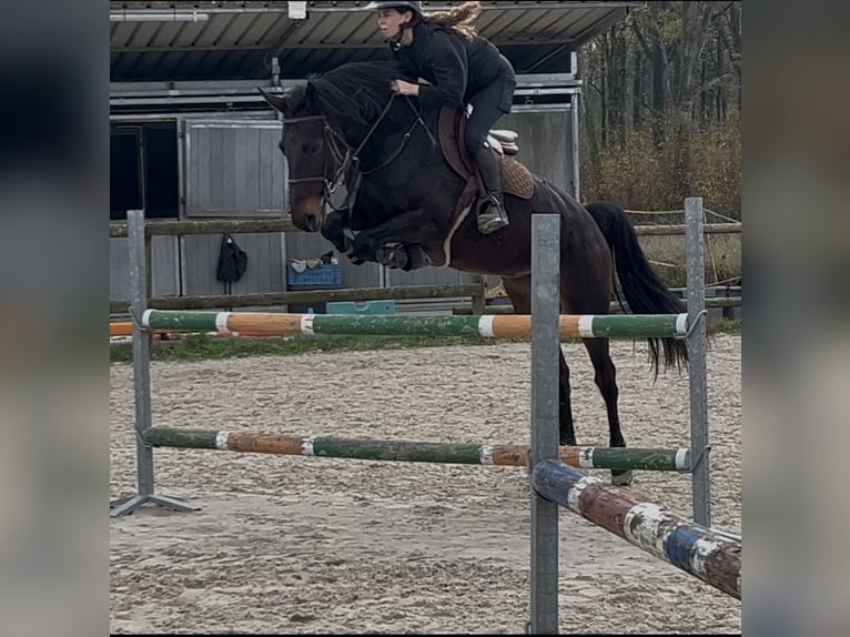 Zangersheider Stute 5 Jahre 165 cm Schwarzbrauner in saint martin d ablois