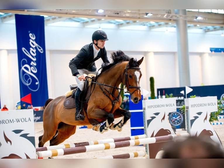 Zangersheider Stute 5 Jahre 166 cm Brauner in Mszana Górna