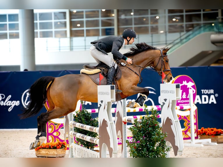 Zangersheider Stute 5 Jahre 166 cm Brauner in Mszana Górna