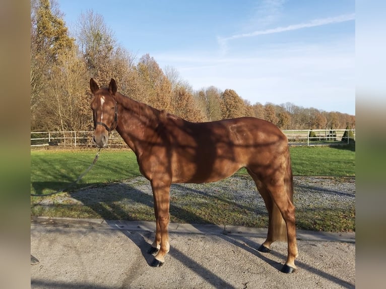 Zangersheider Mix Stute 5 Jahre 166 cm Fuchs in Aachen