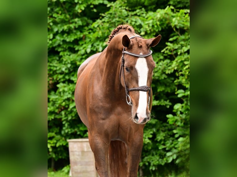 Zangersheider Stute 5 Jahre 166 cm  in Bladel