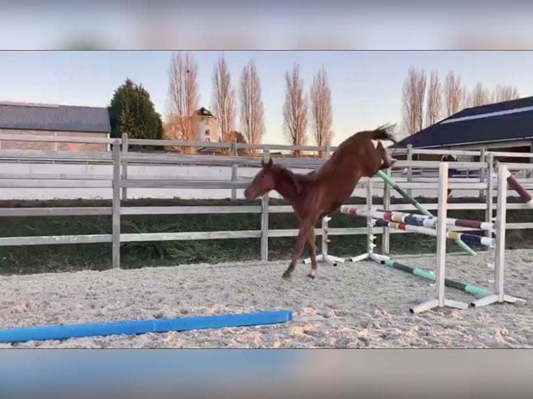 Zangersheider Stute 5 Jahre 166 cm in Li&#xE8;ge