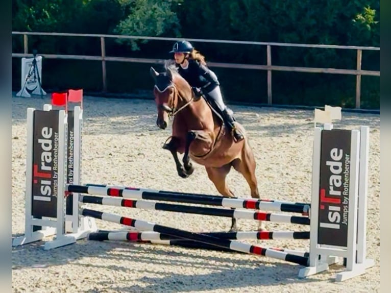 Zangersheider Stute 5 Jahre 167 cm Brauner in Pfeffenhausen
