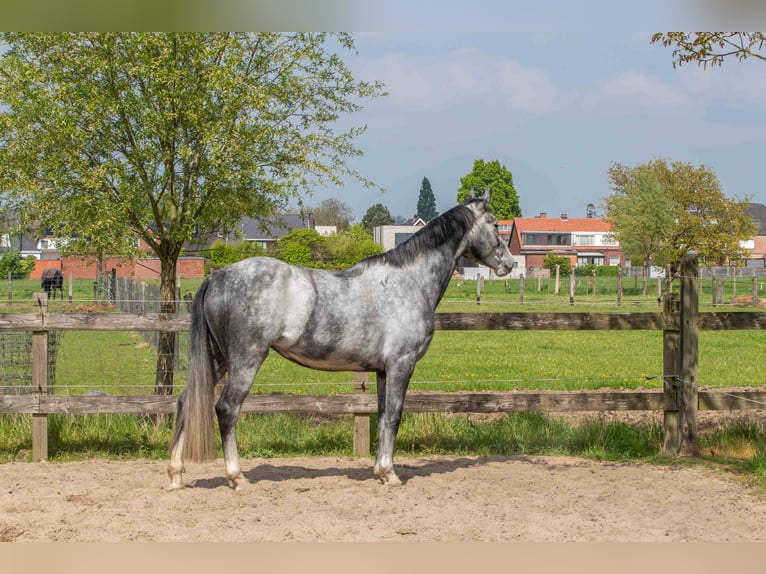 Zangersheider Stute 5 Jahre 167 cm Schimmel in Wommelgem