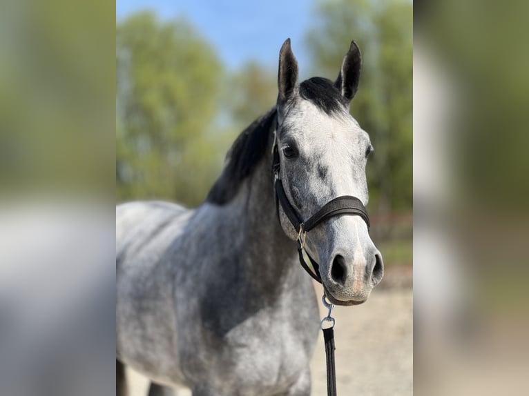 Zangersheider Stute 5 Jahre 167 cm Schimmel in Wommelgem