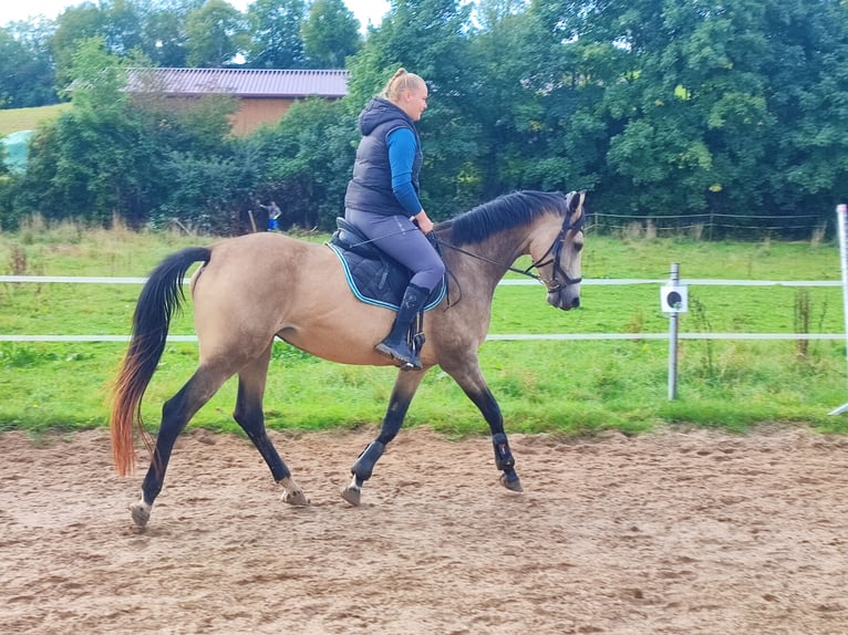 Zangersheider Stute 5 Jahre 168 cm Buckskin in Walzbachtal