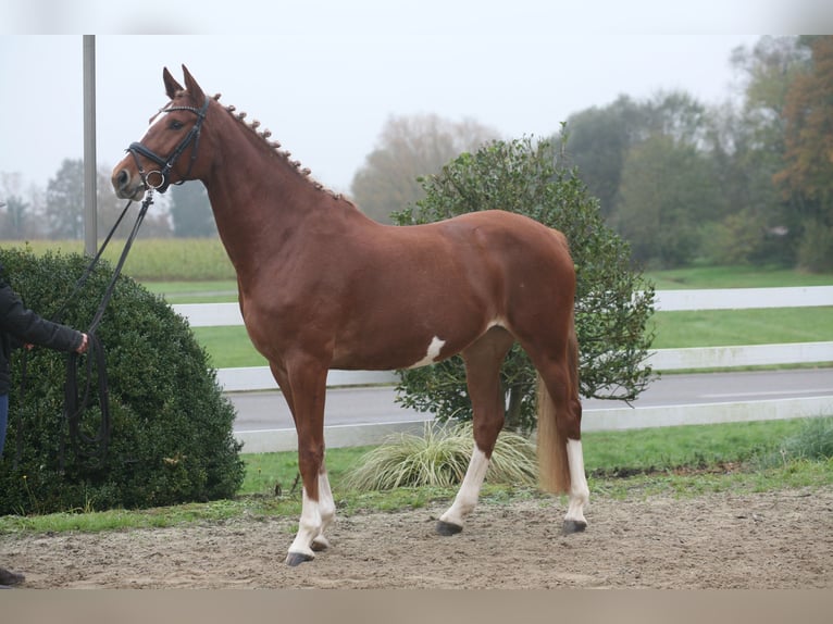 Zangersheider Stute 5 Jahre 168 cm Fuchs in Achern