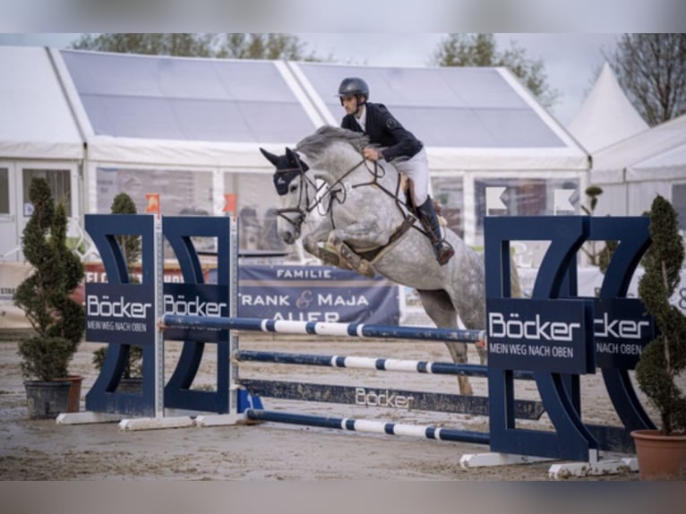 Zangersheider Stute 5 Jahre 168 cm Schimmel in M&#xFC;nster