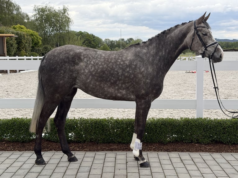 Zangersheider Stute 5 Jahre 169 cm Apfelschimmel in Riedlingen