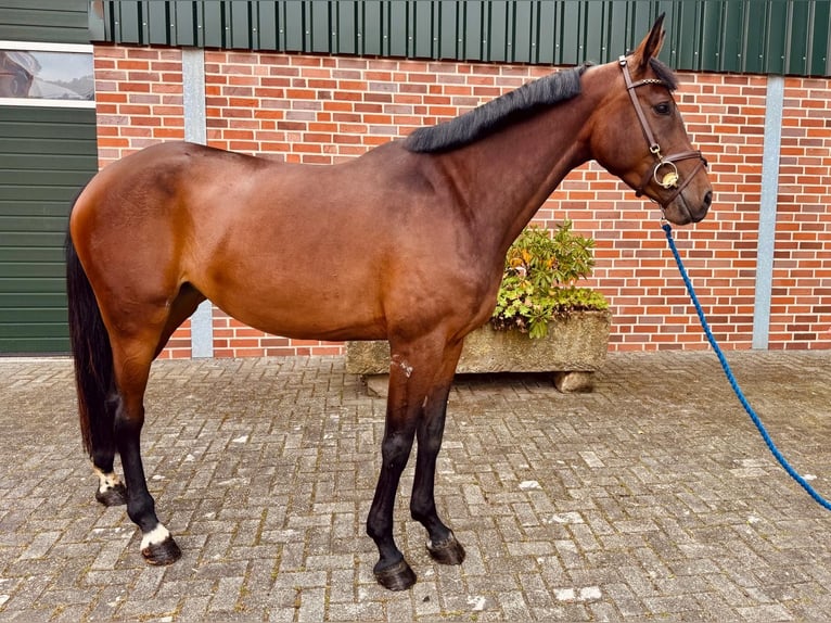 Zangersheider Stute 5 Jahre 170 cm Brauner in Horstmar