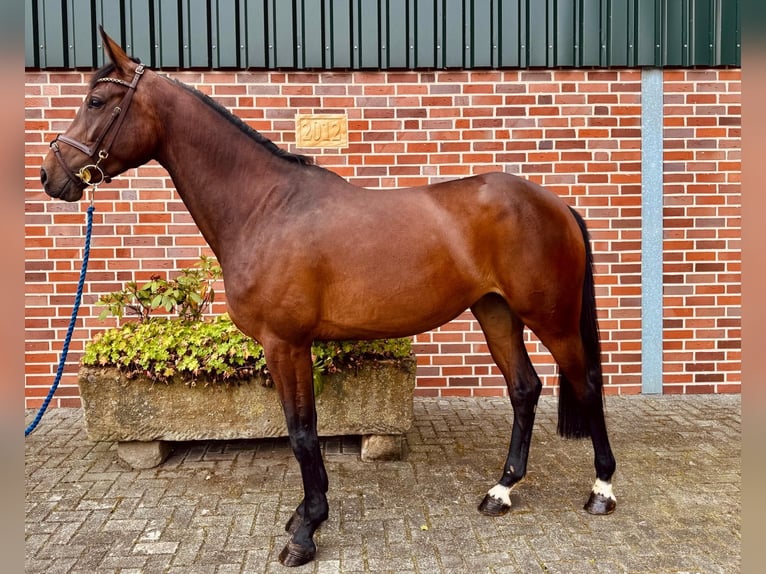 Zangersheider Stute 5 Jahre 170 cm Brauner in Horstmar