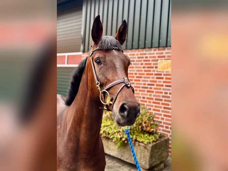 Zangersheider Stute 5 Jahre 170 cm Brauner in Horstmar