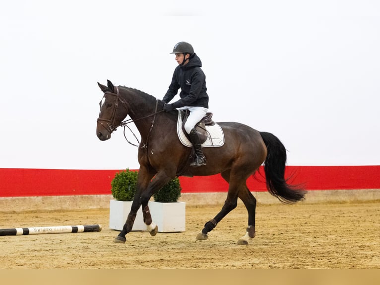 Zangersheider Stute 5 Jahre 170 cm Brauner in Waddinxveen